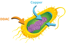 ANTI-MICROBIAL RESISTANCE AND HAIs visual